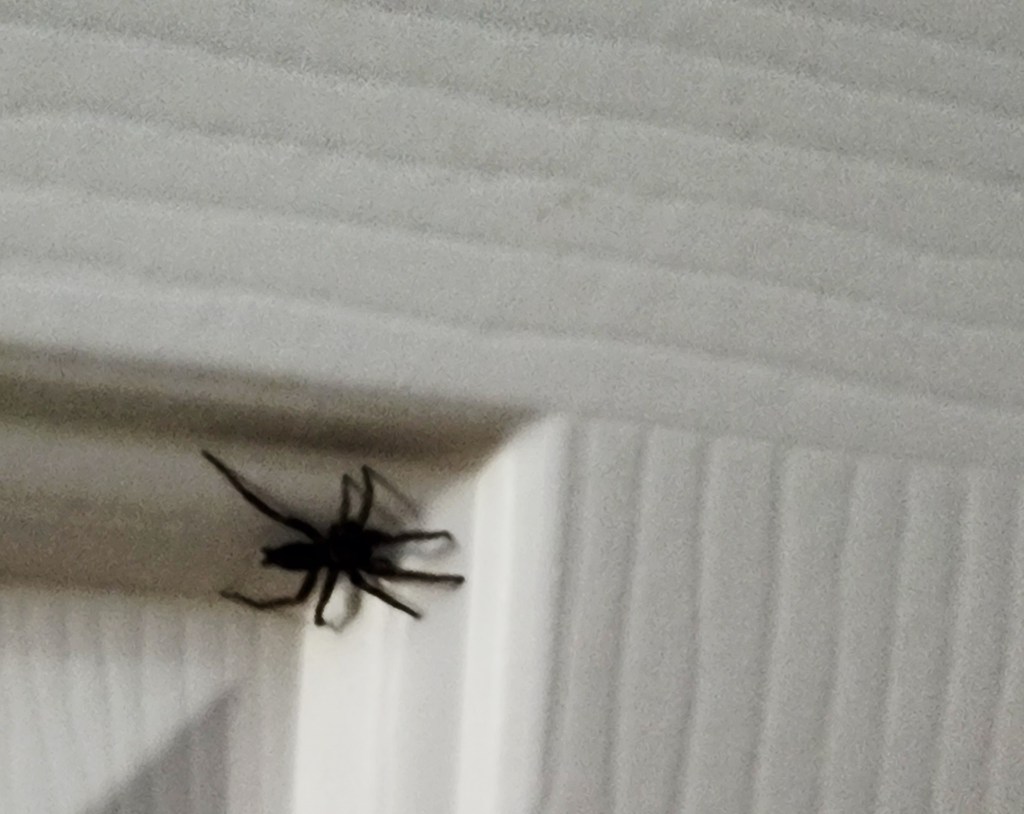When you see a&nbsp;spider,